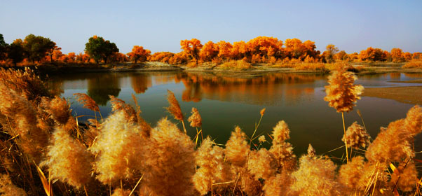 新疆轮台塔里木胡杨林公园图片