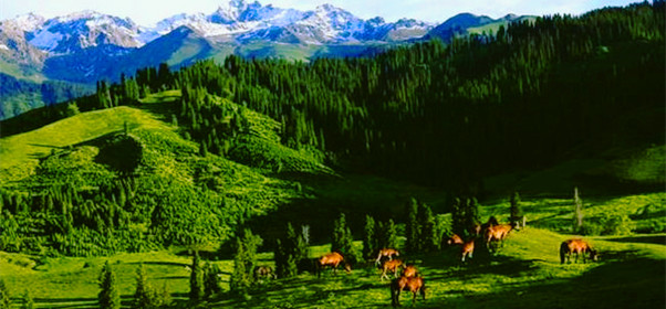 新疆伊犁巩留恰西森林公园风景区图片