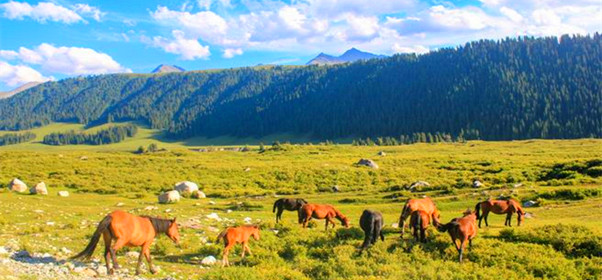 新疆伊犁尼勒克唐布拉草原风景区图片