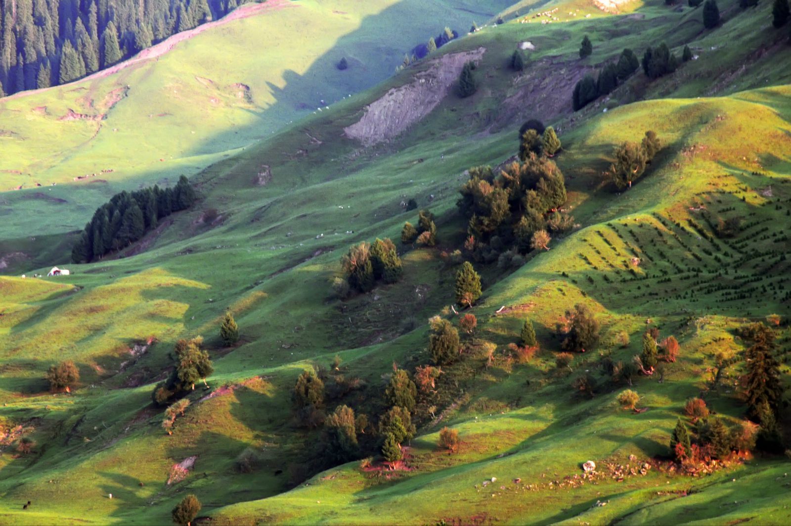 新疆伊犁尼勒克唐布拉草原风景区图片