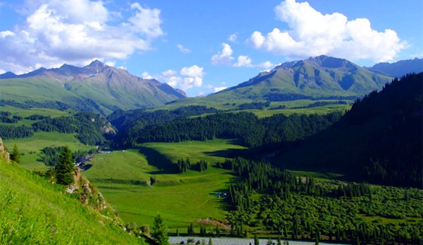 新疆伊犁小叶白蜡自然保护区图片