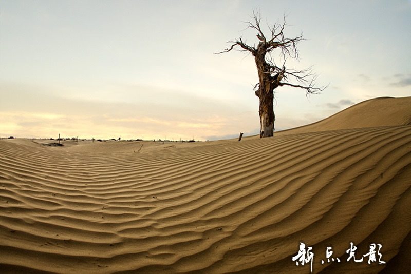 南疆沙漠胡杨摄影作品