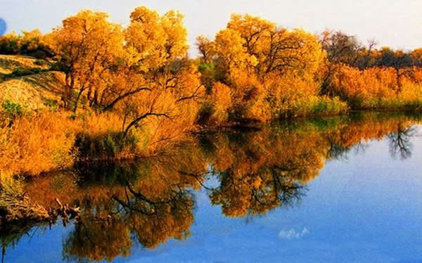 新疆甘家湖梭梭林国家级自然保护区