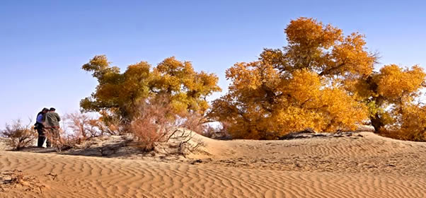 生命的维度——沙漠胡杨