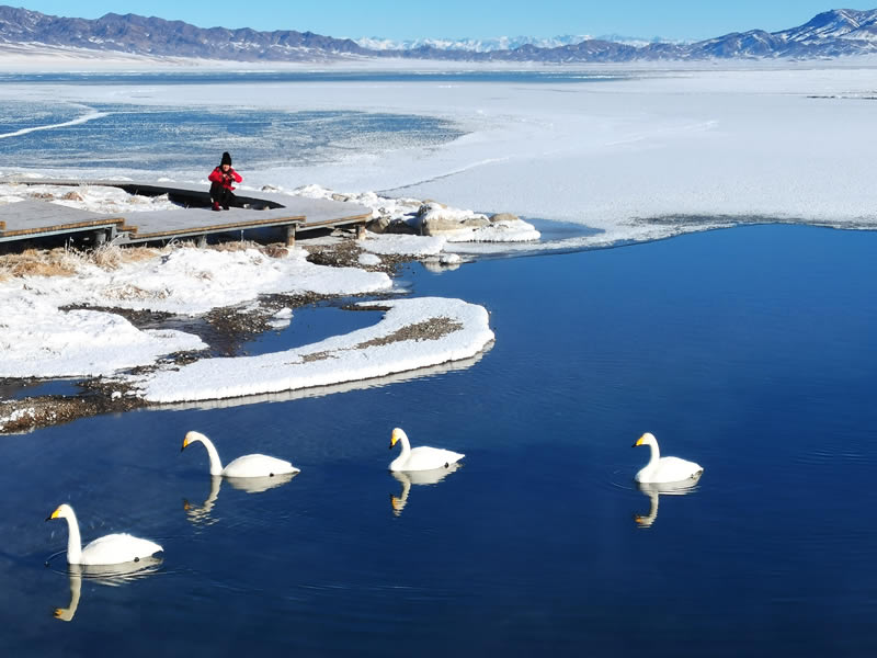 冬季赛里木湖天鹅图片